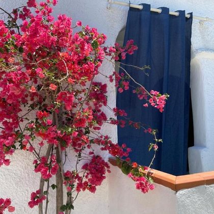 Bouganville in fiore su una parete bianca del giardino